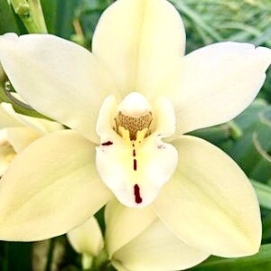 Cymbidium Midi Earlisue Paddy