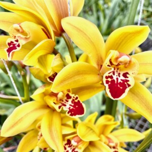 Cymbidium Midi Tracey Flor