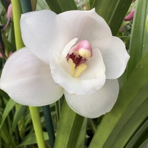 Cymbidium Season Flor