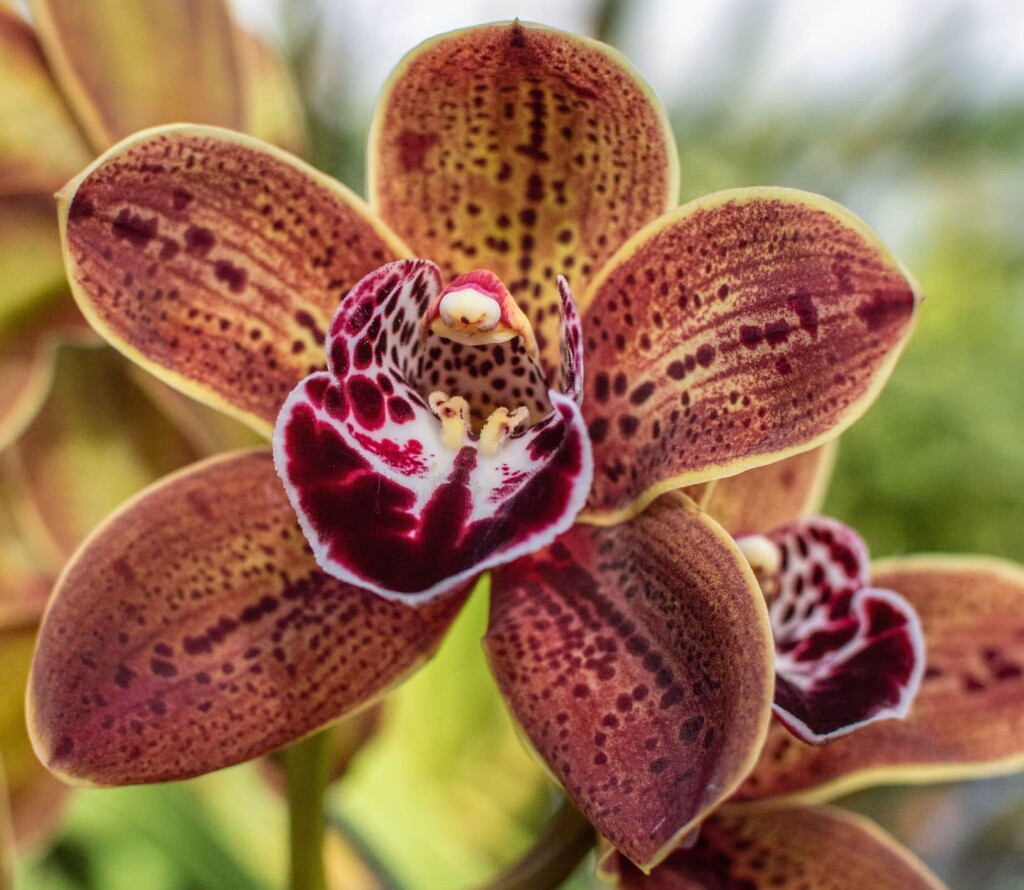 Cymbidium Standard Los Angeles