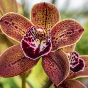 Cymbidium Standard Los Angeles