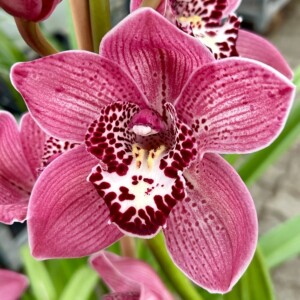 Cymbidium Standard George Formby