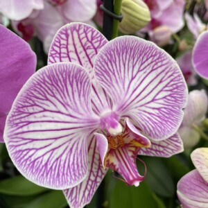 Phalaenopsis Classica con due steli - Rosa chiaro con righe scure