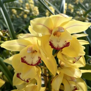 Cymbidium Standard Tracey Redaway Sungold