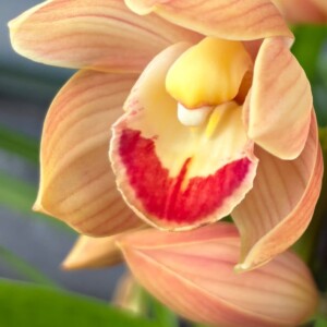 Cymbidium Midi Wonderland