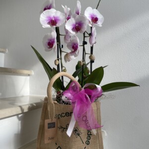 Borsina by Enrico Orchidee con Doppia Phalaenopsis Arquata