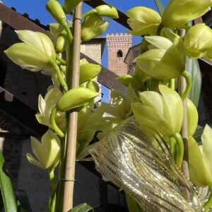 Cymbidium Midi Earlisue Paddy