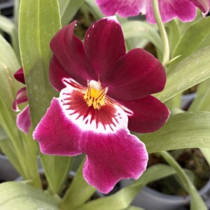 Miltoniopsis Red Tide