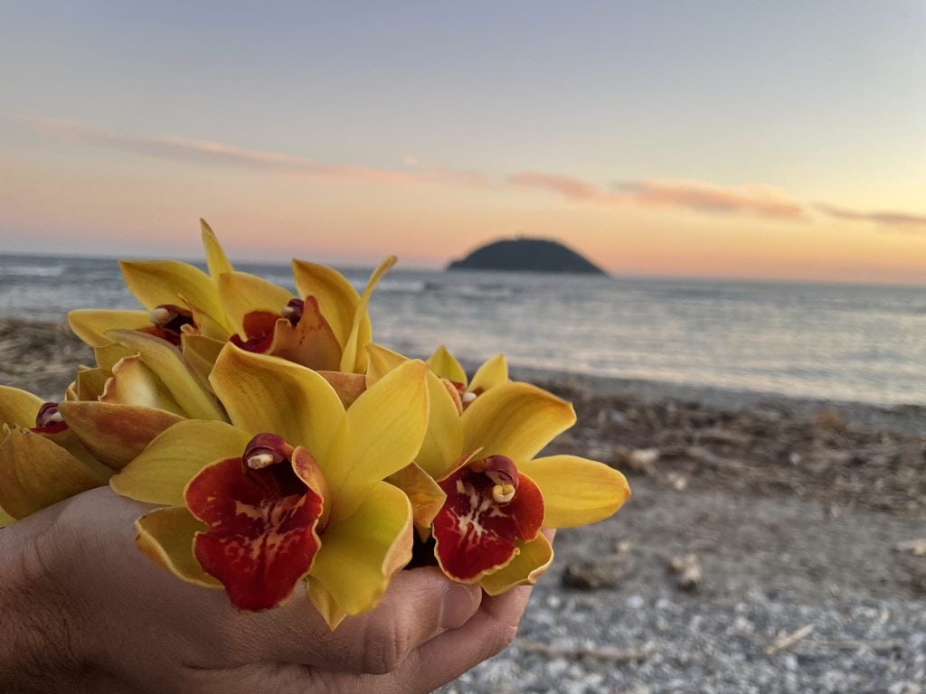 Le Enrico Orchidee sul Mare di Albenga