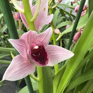 Cymbidium Devon Wine 'Million Veil'