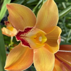 Cymbidium Midi Marcy Flor