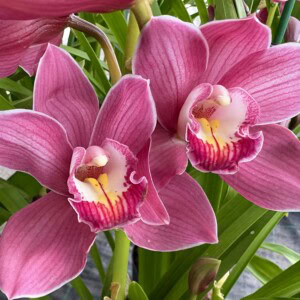 Cymbidium Midi Super Pink