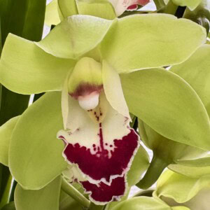 Cymbidium Jade