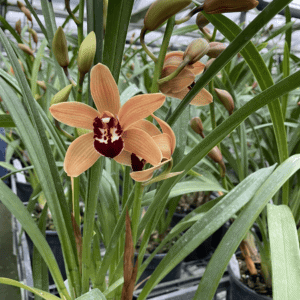 Cymbidium Midi Hazel Flor