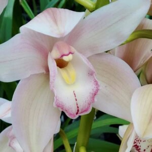 Cymbidium Standard California del Monte