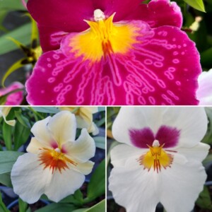 Tris di Miltoniopsis