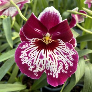 Miltoniopsis 6732