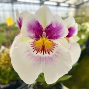 Miltoniopsis 17526