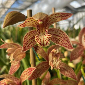 Cymbidium Paulista