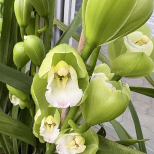 Cymbidium Green White