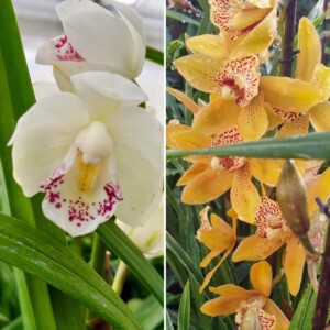 Deux Plantes de Cymbidium Midi - 2 Tiges