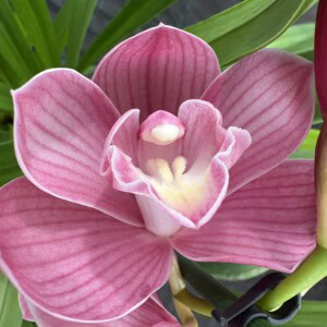 Cymbidium Fukuspring