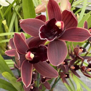Cymbidium Cali NIght