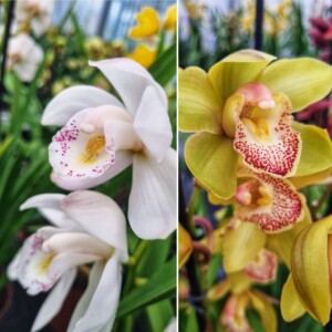 Deux Plantes de Cymbidium Midi - 3 Tiges