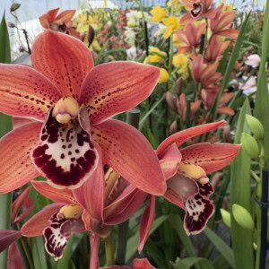 Cymbidium Midi Totorri