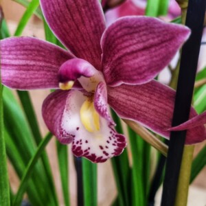 Cymbidium Midi Pearl Flor