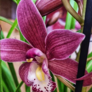 Cymbidium Midi Pearl Flor