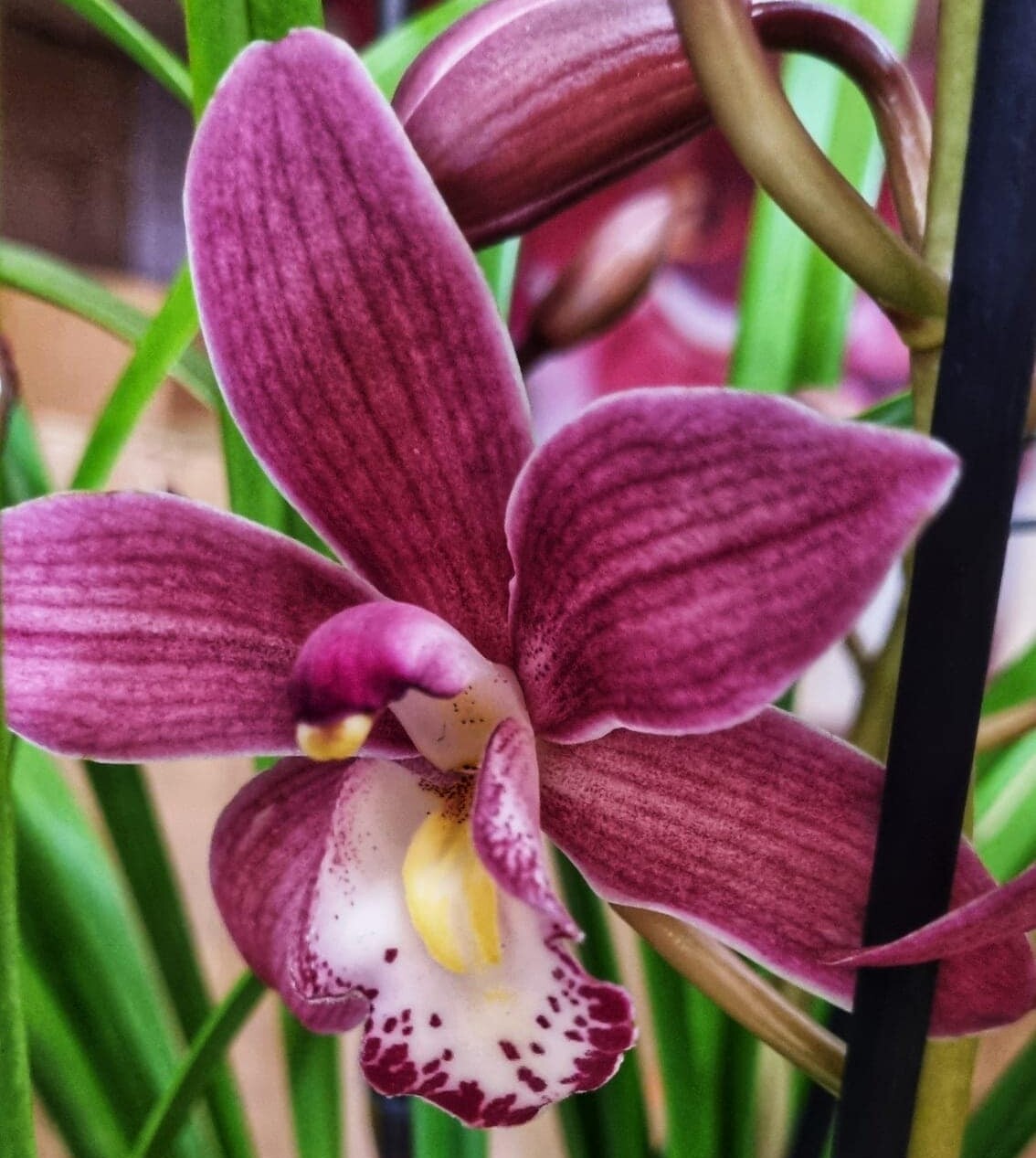 Cymbidium Midi Pearl Flor
