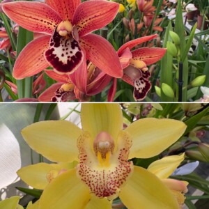 Promo Cymbidium 4 Steli