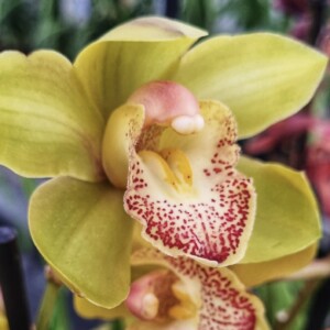 Cymbidium Midi Suzy