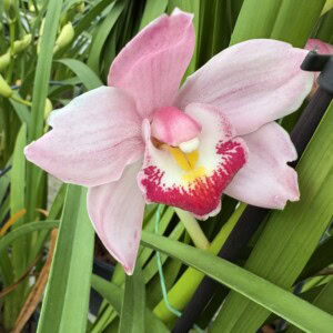 Cymbidium Pink Light