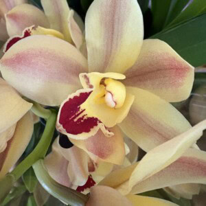 Cymbidium Midi Gold Flor