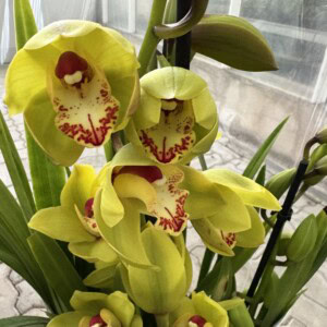 Cymbidium Midi Greenfall