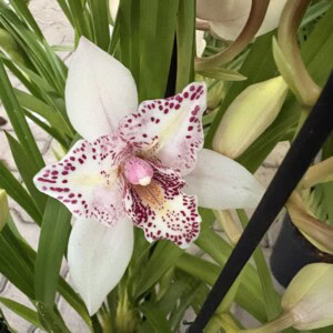 Cymbidium Midi Flamingo