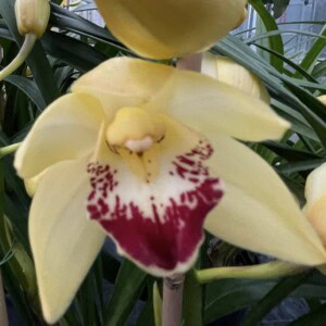Cymbidium MIdi Wild Sue