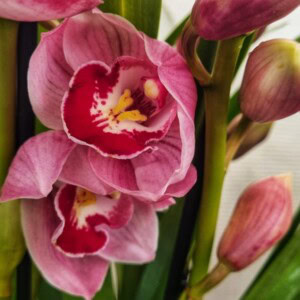 Cymbidium Valentino