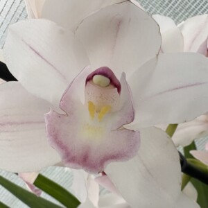 Cymbidium Halleluja