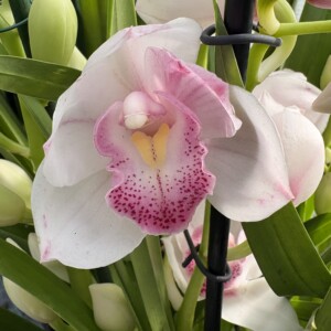 Cymbidium Jurenna