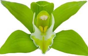 Cymbidium Megan