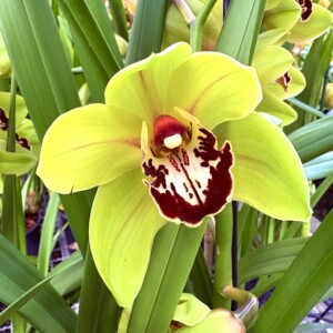 Cymbidium Standard Vijnand