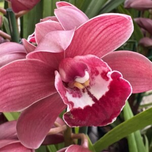 Cymbidium Red Harrison