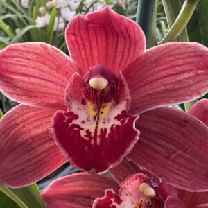 Cymbidium ER816