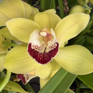 Cymbidium Gold Riviera