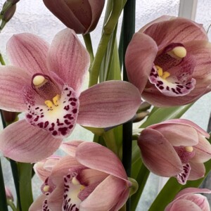 Cymbidium Pink Perfection