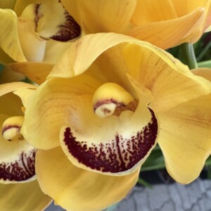 Marron Cake Cymbidium