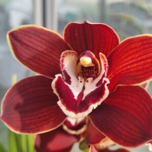 Cymbidium Lady Flor
